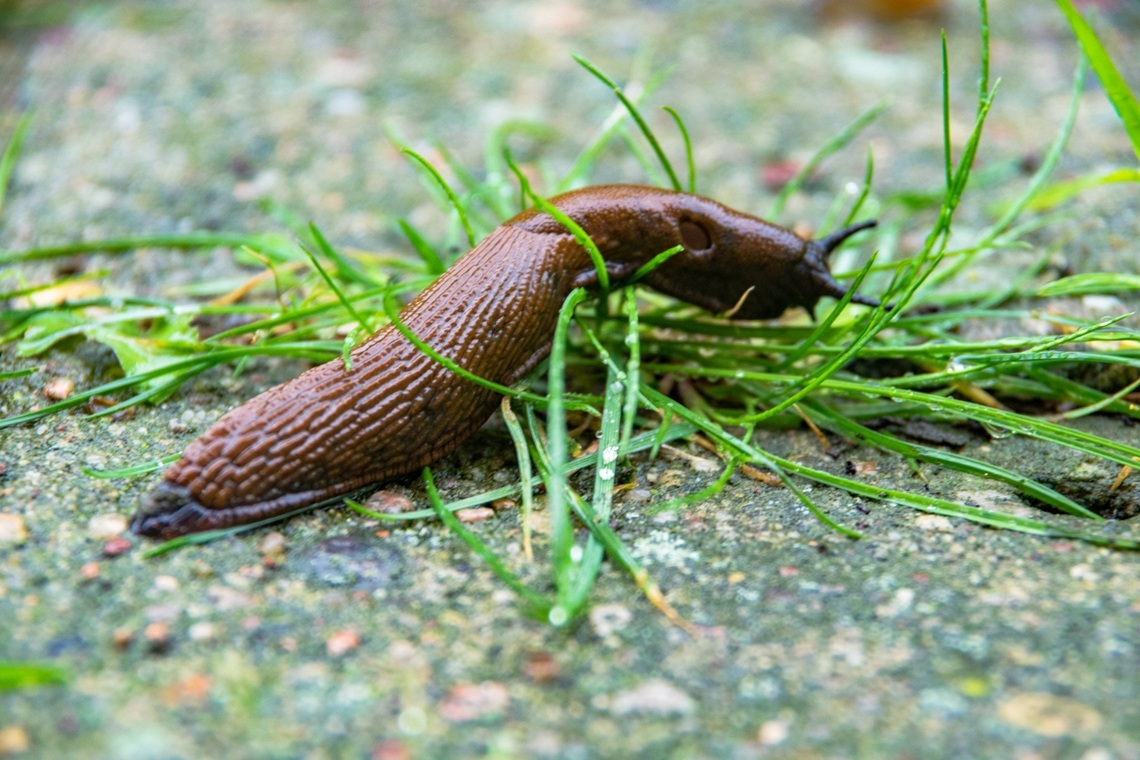 sliuzai